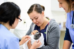 DVM students learn safe feline handling techniques from more experienced students and staff.
