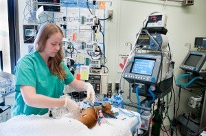 Dedicated staff provide care 24/7 in the veterinary hospital's ICU.