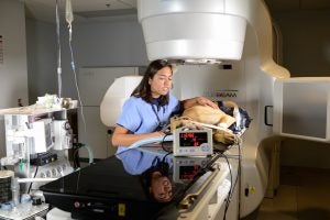 Blanca Camacho, a 2016 graduate, checks on a dog prepared for treatment with the linear accelerator.