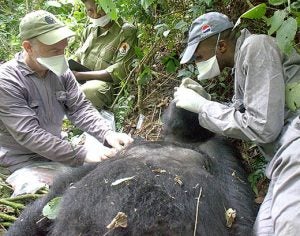 veterinarians-checking-out-gorilla