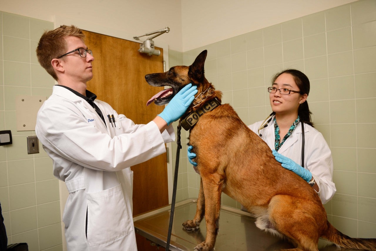 Обследование собак. Осмотр собаки. Животное у ветеринара. Обследование собаки у ветеринара. Ветеринар осматривает животных.